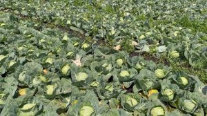 Капуста Джетодор F1 на Дніпропетровщині. Фермер збирає ранню капусту!