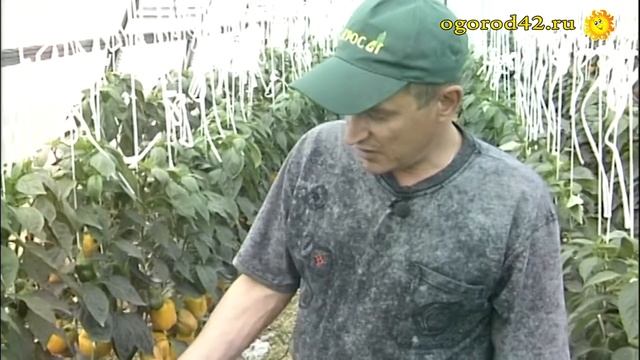 Перцы разные, новые гибриды смотреть онлайн