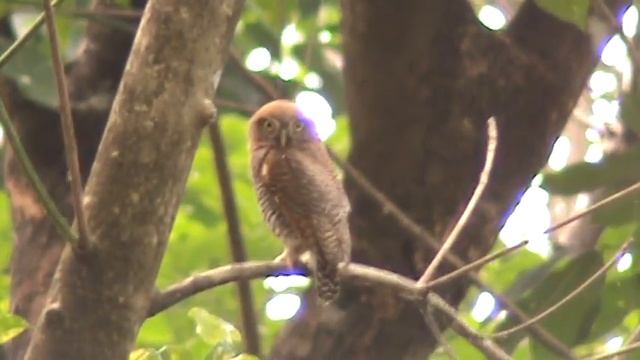 Jungle Owlet (Glaucidium radiatum смотреть онлайн