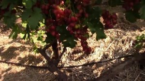 #71-2 В гостях у Димы Ткаченко. Новые г/ф винограда, от которых мы в шоке второй раз за сезон.