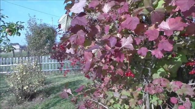 УЙДУ В БОЛОТО через ЗАПРУДУ БОБРА смотреть онлайн