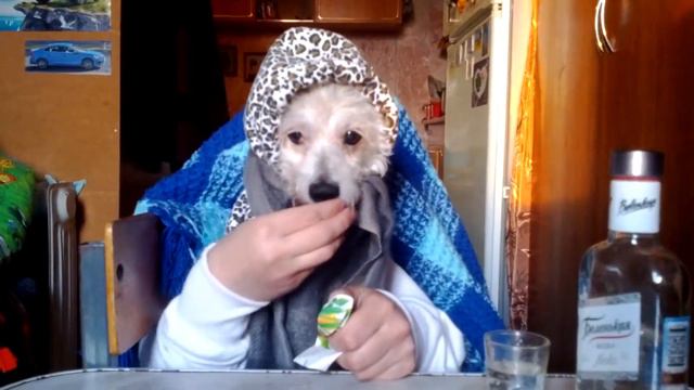 Собака Дина за ужином