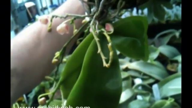 OrchidWeb - Phal. javanica смотреть онлайн