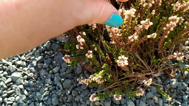 Вереск весной. Нужна ли обрезка? И что будет если не обрезать?