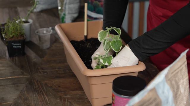 Выпуск #1 "Домашняя грядка душистых трав" смотреть онлайн