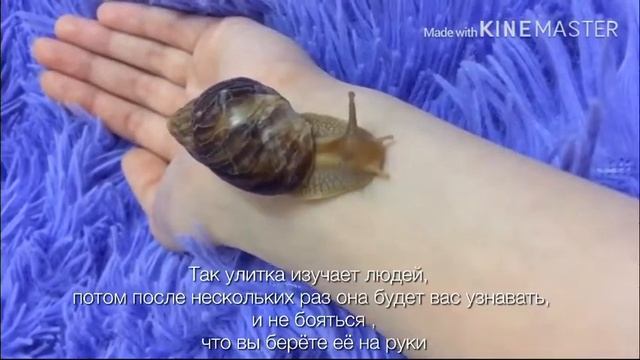 Улитка Ахатина. Клёпа. Немного о улитках .?? Содержание. Улитка по имени Клёпа? смотреть онлайн