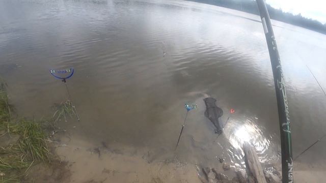 Ловля плотвы на мятую кукурузу. р.Ока. 2021 смотреть онлайн