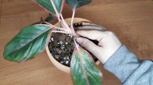 4 причины, почему у аглаонемы желтеют листья. Разбираем, что делать