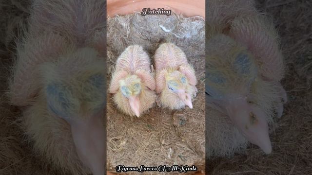 Mating / Eggs / Egg Incubation / Hatching / Feeding Young / Beautiful Babies / PIGEONS смотреть онлайн