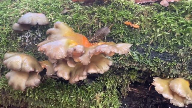 Gelbstieliger Muschelseitling - Pilze im Winterwald erkennen & bestimmen - November 2022 смотреть онлайн