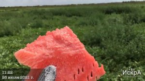 Арбуз Каристан