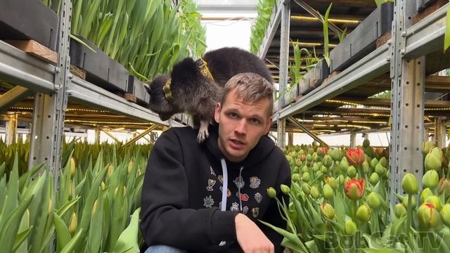 ЕНОТ СОБИРАЕТ БУКЕТ ДЛЯ СВОЕЙ ХОЗЯЙКИ / Тимофей выбирает тюльпаны в "Веревкином Хуторе" смотреть онлайн