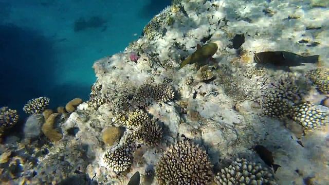 Egypt. Рыбы Красного моря. Бухта Sharks bay. Red sea смотреть онлайн