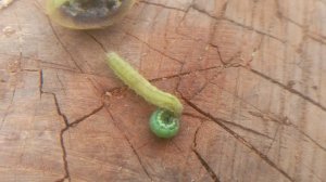 VID_20240902_171445.mp4