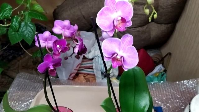 Орхидеи фаленопсис с распродажи в Леруа мерлен. Что я приобрел.