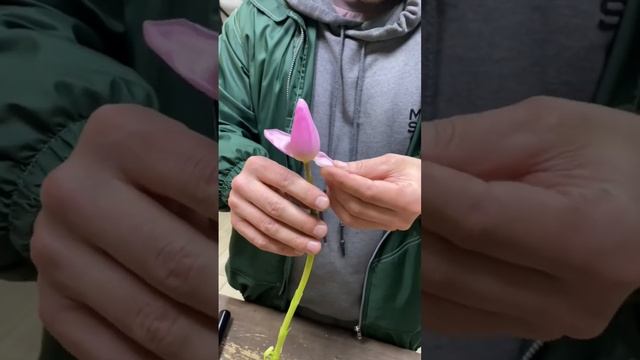 Как не надо выворачивать тюльпан ?