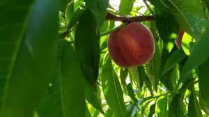 Персик Рич Мей!