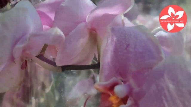 Обзор орхидей в магазине Твой Дом в Москве смотреть онлайн