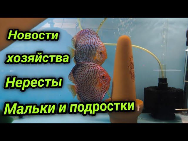 Новости разведения и содержания нашего хозяйства смотреть онлайн