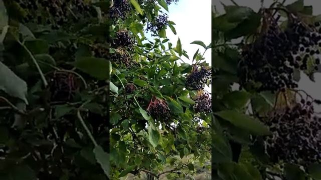 Сонник Бузина во снах.mp4 смотреть онлайн