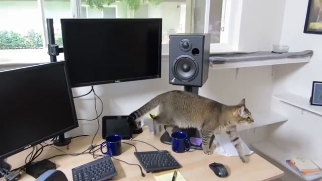 Хочешь есть - неси мяч)) Тренировка для котов смотреть онлайн
