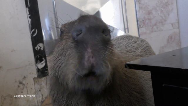 How Capybaras Communicate with Humans смотреть онлайн