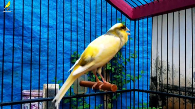 Canary Singing Most Beautiful Song Bird смотреть онлайн