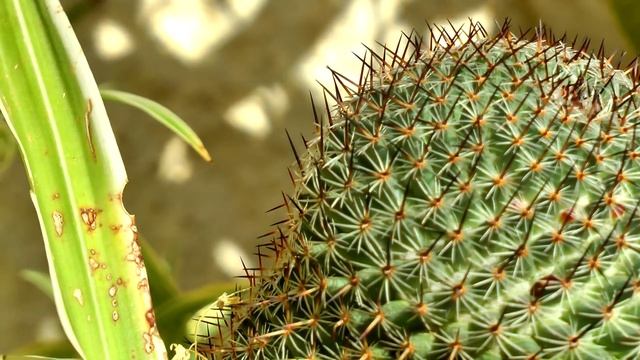 Panasonic HDC-SD800 - Macro video test - full HD смотреть онлайн