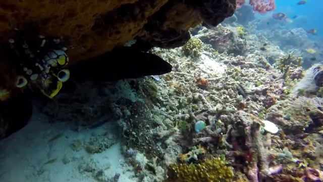 Мурена и групер Raja Ampat 04.18 смотреть онлайн