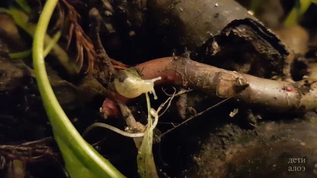 Маты для улиток, эксперимент, часть вторая // Дети Алоэ