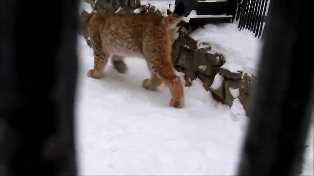 Рысята 7.12.17г смотреть онлайн