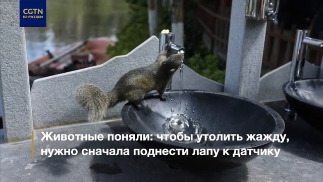 Белка пьет воду из-под сенсорного крана смотреть онлайн