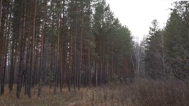 Развитие туризма в национальном парке Бузулукский Бор смотреть онлайн