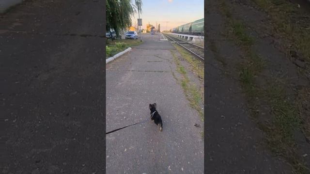 А у нас сегодня первый прогулочный день на дальнее расстояние. Идем встречать дочку.