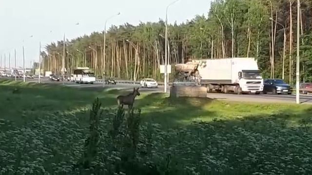 Монинский лось осматривает свой памятник смотреть онлайн