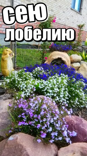 Сею лобелию от 14.03.22/ Серия РИВЬЕРА/ Обзор семена/ Подсолнечник #деревня #цветы #лобелия #рассада