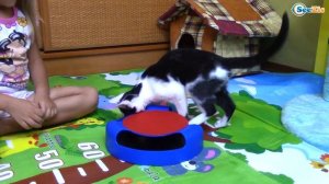 Кошки Игрушки и Сюрпризы для Котенка Барсика Видео для детей Play with Cat Video for Children