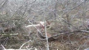 ЗСЛ Нанук и Хурта, охота на кабана вл. Беловой Д.В.