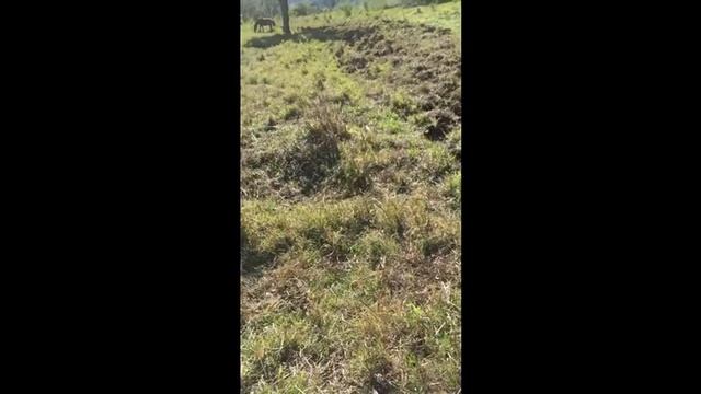 DIA DE FAZENDA - Cavalo, ovelha, cachorro, fusca atolado E PAÇOCA!!! смотреть онлайн