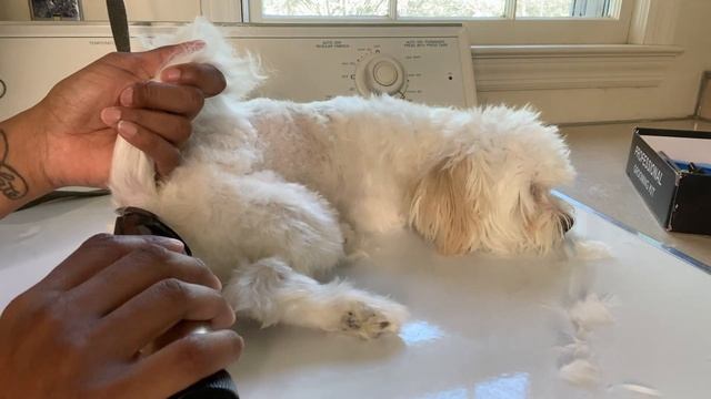 MALTIPOO GROOMING - MOM OF SIX смотреть онлайн