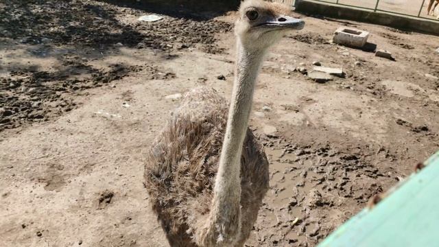Душанбе Зоопарк 2 смотреть онлайн