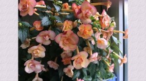 Цветущие ахименесы