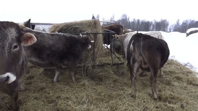 Вольное, беспривязное содержание скота на нашей мини-ферме крс смотреть онлайн