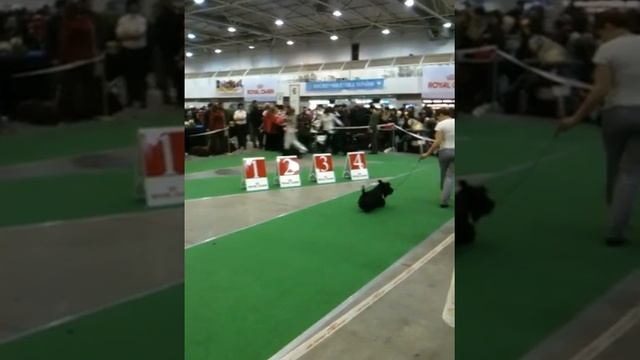 2*CACIB "ЗОЛОТЫЕ ВОРОТА - 2010" . Скотч терьеры ( разминка ) смотреть онлайн