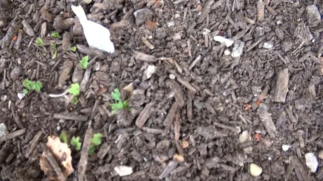 Garden Tour of Our Front Garden With Hydrangeas, Viburnums, Roses and Crab Apple. смотреть онлайн