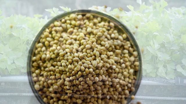 Семена кориандра от 108 специй смотреть онлайн