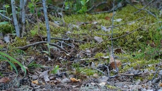 48 - Певчие птицы России * Козодой * смотреть онлайн