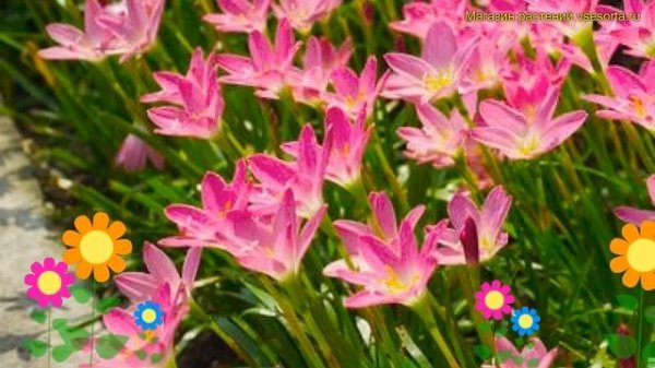 Зефирантес розовый. Краткий обзор, описание характеристик, где купить луковицы zephyranthus rosea