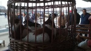 Краснопегие и чернопегие турманы. | Породы курносых голубей