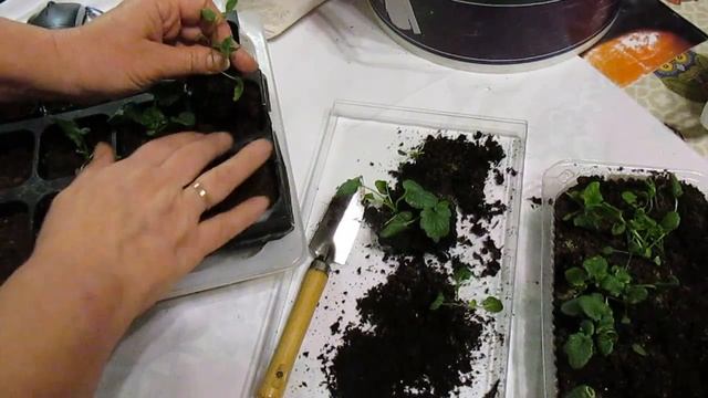 Очень подробно о пикировке на примере ВИОЛЫ ВИТТРОКА и немного про клещей. смотреть онлайн